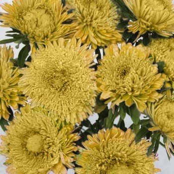 Шанхайська троянда жовта (Yellow) насіння айстри (Satimex)