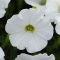 Шок Вейв F1 белый (White) семена петунии ампельной (Pan American)