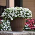 Шок Вейв F1 білий (White) насіння петунії ампельної (Pan American)
