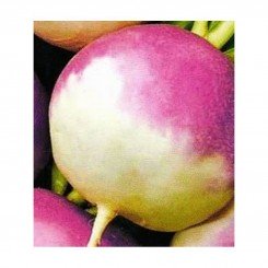 Шведские семена брюквы (GL Seeds)