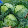 Сір F1 насіння капусти білокачанної (Clause)
