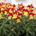 Снеппі F1 червоно-желтый (red&yellow) насіння антірінума карликового (Hem Genetics)