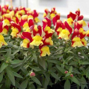 Снеппі F1 червоно-желтый (red&yellow) насіння антірінума карликового (Hem Genetics)