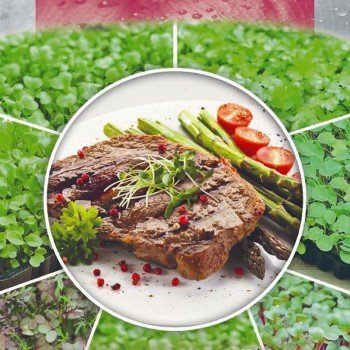 Сочевиця насіння мікрозелене (Seedera)