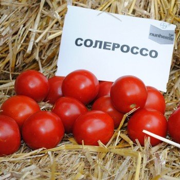 Солероссо F1 насіння помідора подітий. ультрараннього 90-95 дн. злив. 50-55 гр. дражоване червоного (Nunhems)
