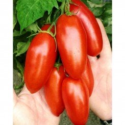 Страусиное яйцо семена помидора индетерминантного (GL Seeds)