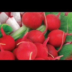 Суперуніверсал насіння редису (GL Seeds)