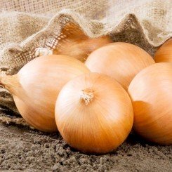Калвера F1 (Т-831 F1) семена лука репчатого желтого (Takii Seeds)