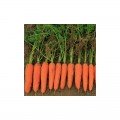 Кораліна F1 (Ті-134 F1) (калибр. 1,6-1,8 мм) насіння моркви (Takii Seeds)