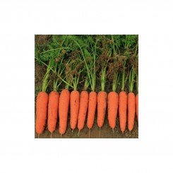 Кораліна F1 (Ті-134 F1) (калибр. 1,6-1,8 мм) насіння моркви (Takii Seeds)