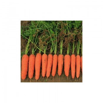 Кораліна F1 (Ті-134 F1) (калибр. 1,6-1,8 мм) насіння моркви (Takii Seeds)