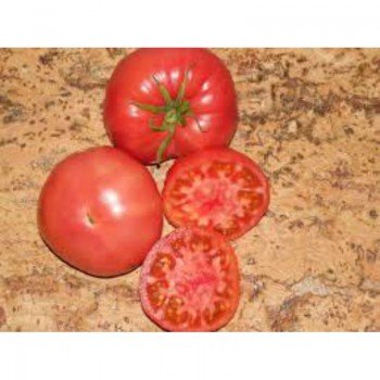 Томатный король семян помидора индетерминантного (GL Seeds)