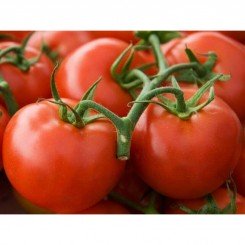 Уникальные семена помидора индетерминантного (GL Seeds)