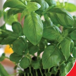 Вазонне насіння базиліка зеленого кімнатного 35-40 см (GL Seeds)