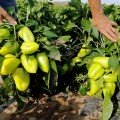 Венера F1 насіння перцю солодкого (Solare Sementi)