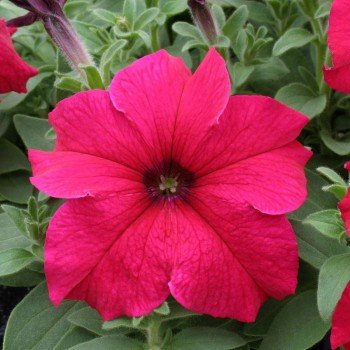 Віртуоз Діп Роуз насіння петунії великоквіткової (Kitano Seeds)
