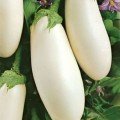 Вкус грибов семян баклажана среднего (GL Seeds)