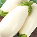 Вкус грибов семян баклажана среднего (GL Seeds)