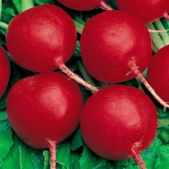 Заря семена редиса (Яркая)