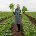 Зимородок F1 насіння капусти пекінської (Lucky Seed)