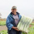 Зимородок F1 насіння капусти пекінської (Lucky Seed)
