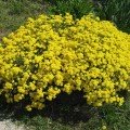 Золотий розсип насіння аліссума (GL Seeds)