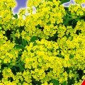 Золотий розсип насіння аліссума (GL Seeds)