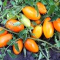 Золотий потік насіння коктельного томату детермінантного (Геліос)