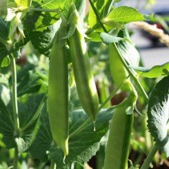 Зонверт семян гороха овощного (Syngenta)