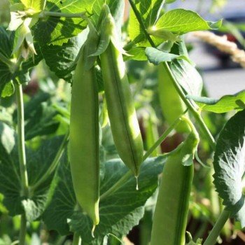 Зонверт насіння гороху овочевого (Syngenta)