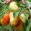 Заржа семян перца сладкого (Гелиос)