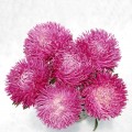 Ювель лилово-розовая семена астры игольчатый годовалый. 60-75см (Satimex ПН)