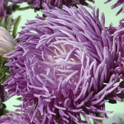 Ювель фиолетовая (Purple) семена астры игольчатой (Satimex)