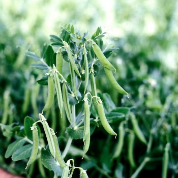Зонда семян гороха (Syngenta)