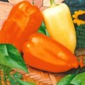 Заржа семян перца сладкого (Гелиос)