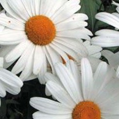 Звезда Atlas семян ромашки (Kitano Seeds)
