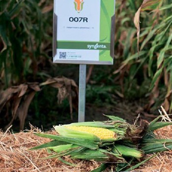 007R F1 семена кукурузы суперсладкой Sh2 (Syngenta)