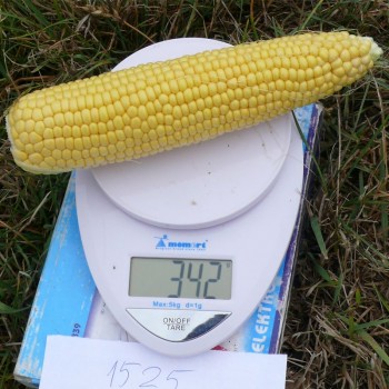 Забастовка F1 (1525 F1) семена кукурузы суперсладкой Sh2 (Spark Seeds)