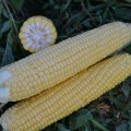Забастовка F1 (1525 F1) семена кукурузы суперсладкой Sh2 (Spark Seeds)