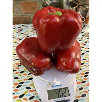 1601 F1 семена перца сладкого (Lark Seeds)
