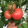 Сапфір F1 (1625 F1) насіння помідора індетермінантного (Lark Seeds)