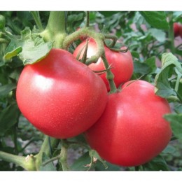1804 F1 семена томата индетерминантного (Lark Seeds)