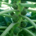 Абакус F1 семена капусты брюссельской (Syngenta)