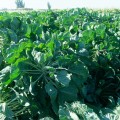 Абакус F1 семена капусты брюссельской (Syngenta)
