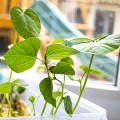 Адзуки семена микрозеленые (Agrocity)