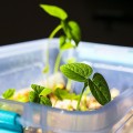 Адзуки семена микрозеленые (Agrocity)