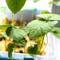 Адзуки семена микрозеленые (Agrocity)