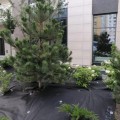 Агроволокно черное для мульчирования (плотность 100г/м2) (Agreen)