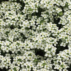 Айскьюб белый (white) семена гутчинзии (Syngenta)