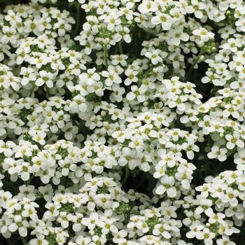 Айскьюб белый (white) семена гутчинзии (Syngenta)